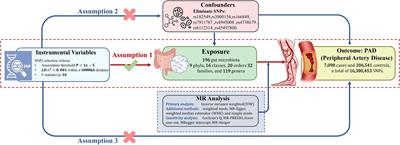 Gut microbiota’s causative relationship with peripheral artery disease: a Mendelian randomization study